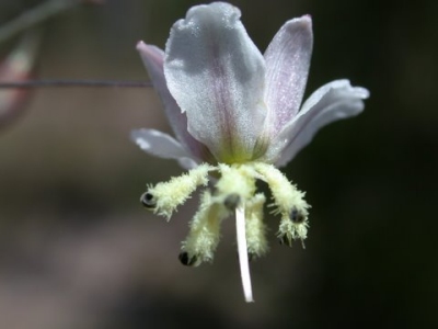 Arthropodium milleflorum