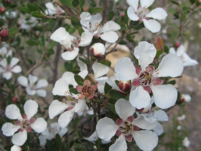 Leptospermum grandiflorum 'Autumn Tea Tree'